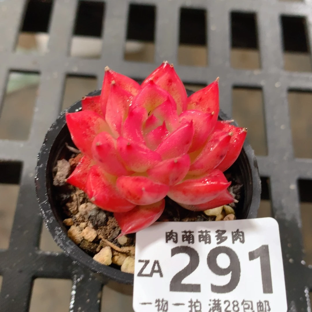 肉萌萌拇指盆精控多肉ZA291