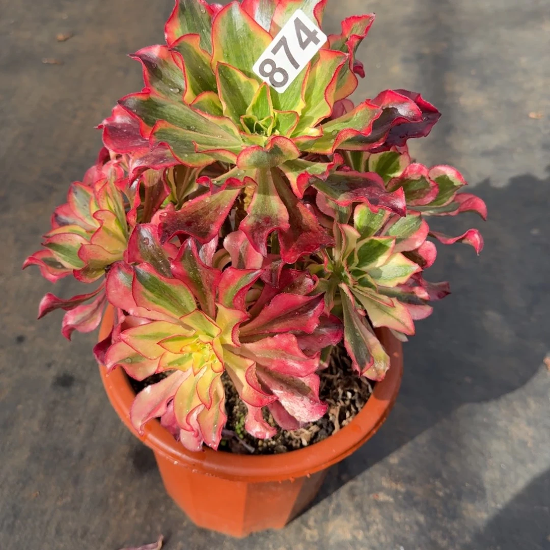 （***）874多肉植物魅影多肉