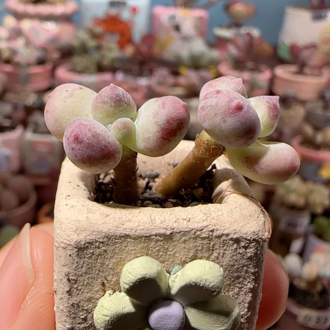彩虹奶 盆口1.5cm