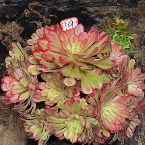 粉铜老桩捧花法师79