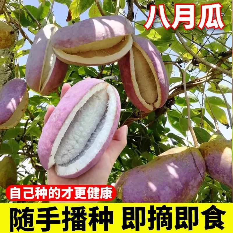 6新疆包邮【八月瓜种子】八月炸瓜膳食纤维新种子阳台盆栽种籽