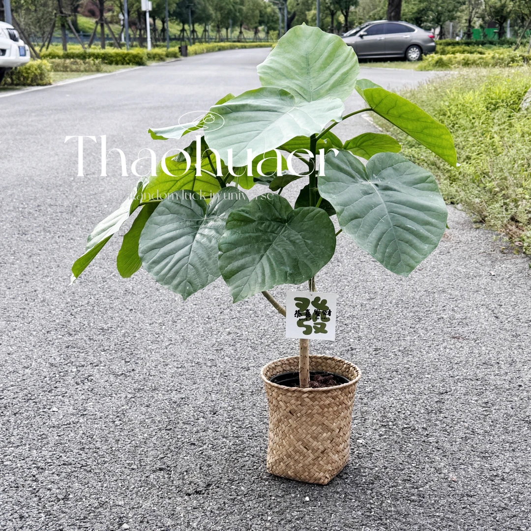 爱心榕盆栽造型绿植室内客厅观叶大型植物榕青叶