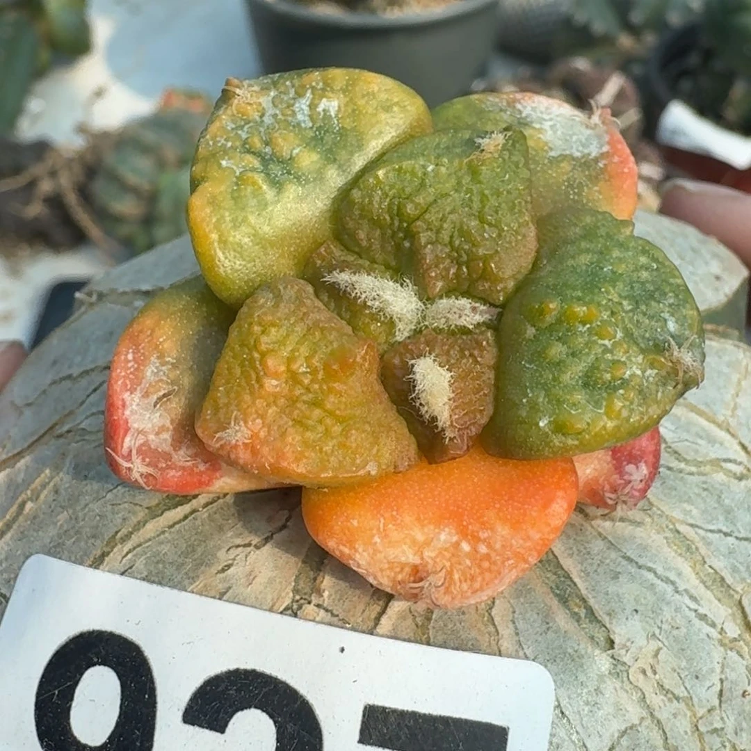 【闪购商品】大尤光面连山锦937