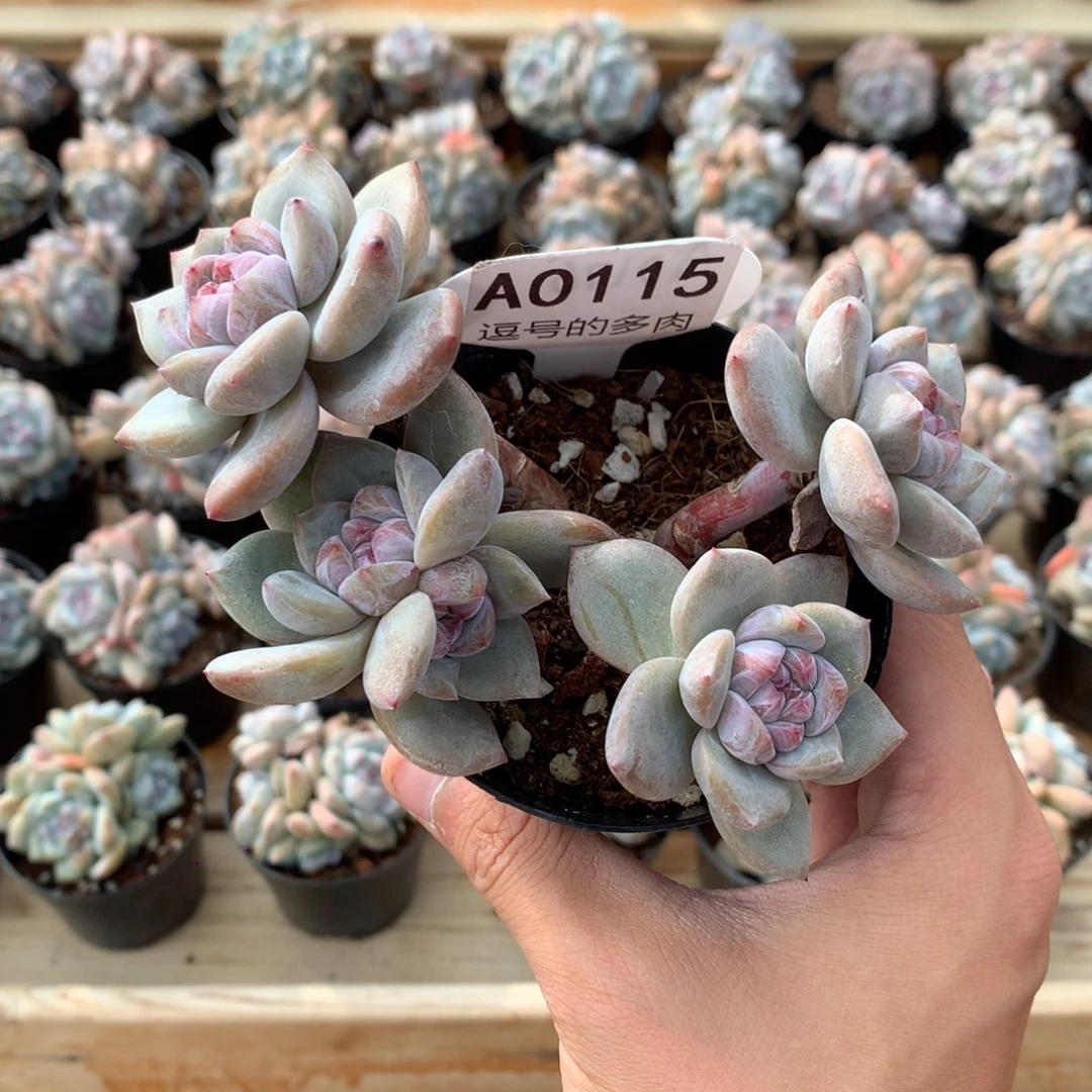 小***皮A0115 特价突尼斯 有砍 13cm