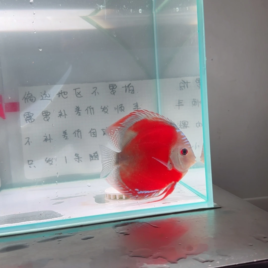 七彩神仙鱼七彩8-11，