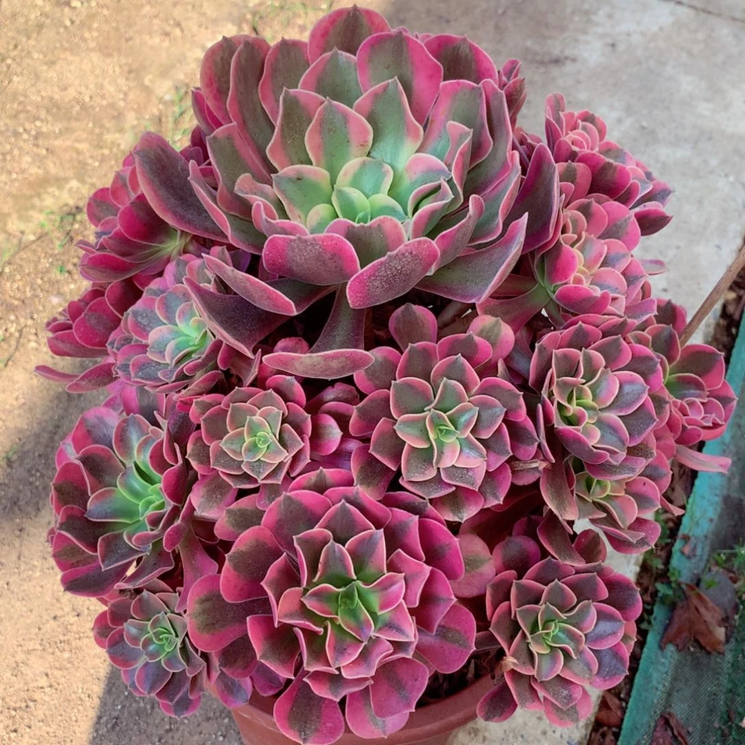 粉体美杜莎，多肉植物的