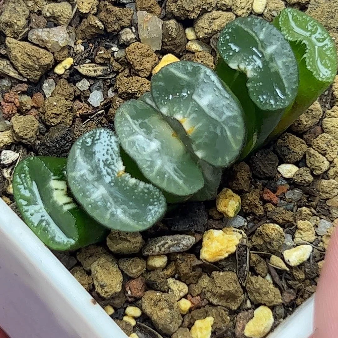 碧峰锦十二卷多肉植物