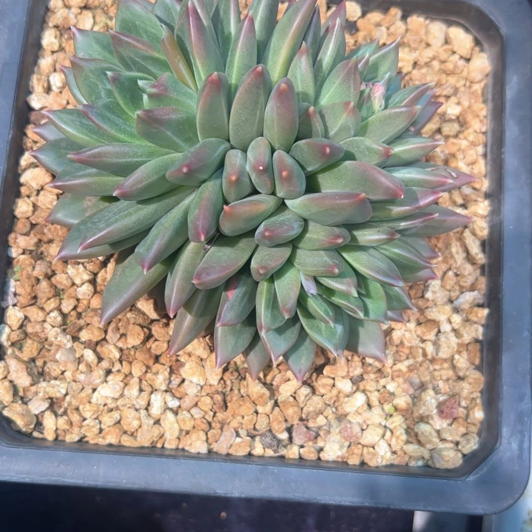 老*儿多肉植物多肉植物