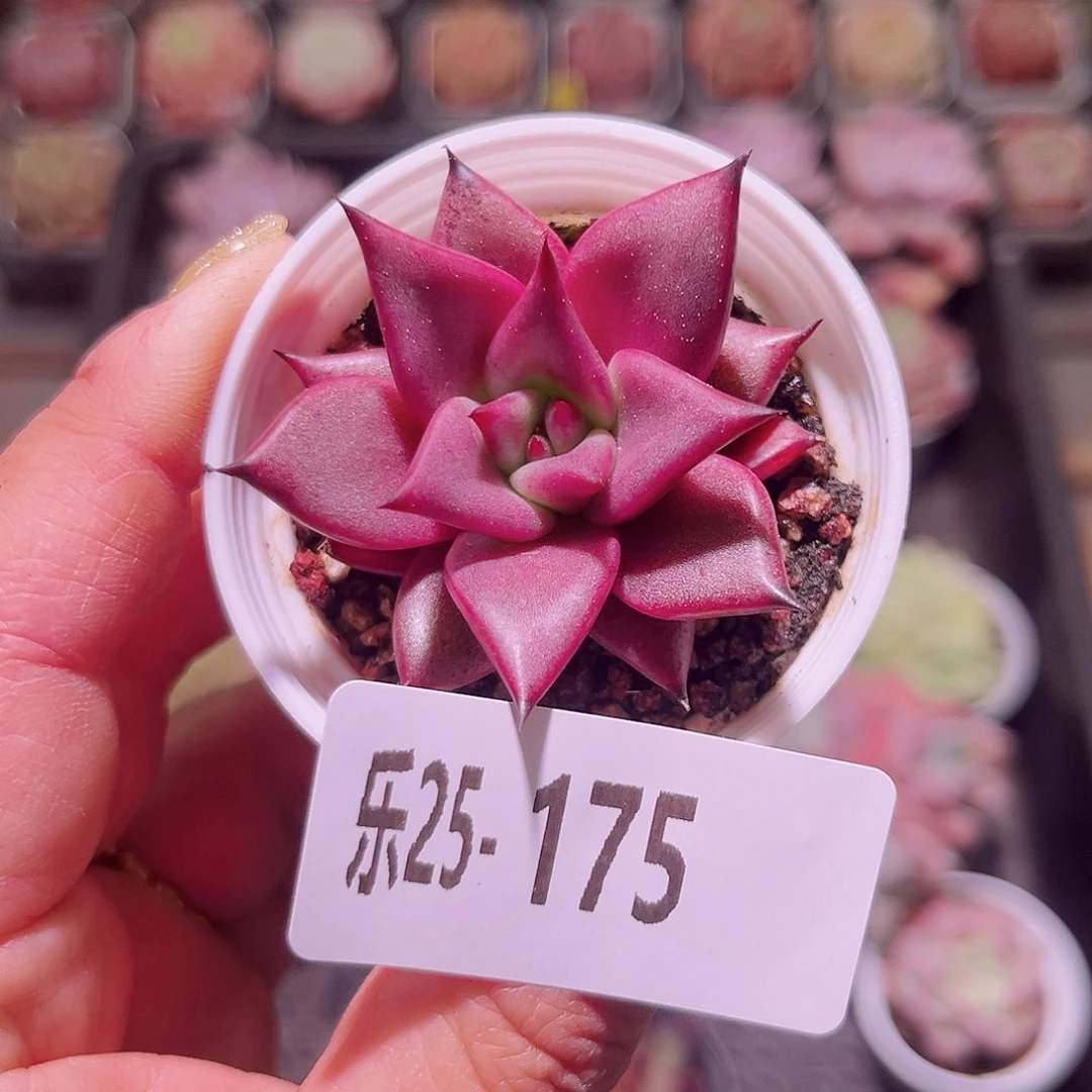 乐然25-175 罗宾单头