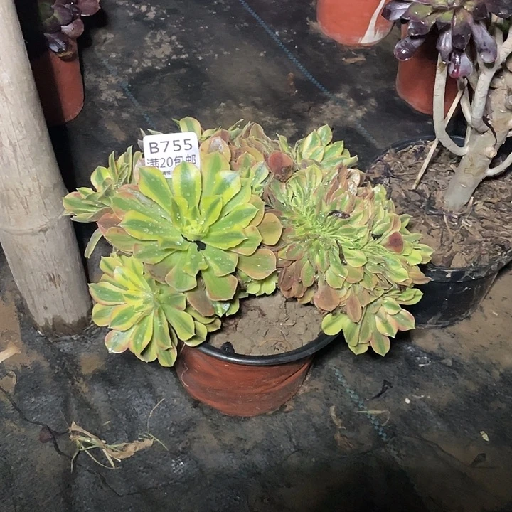 755洛神缀化多肉法师多肉