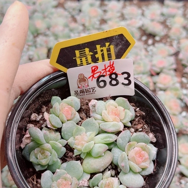 多肉植物多肉植物