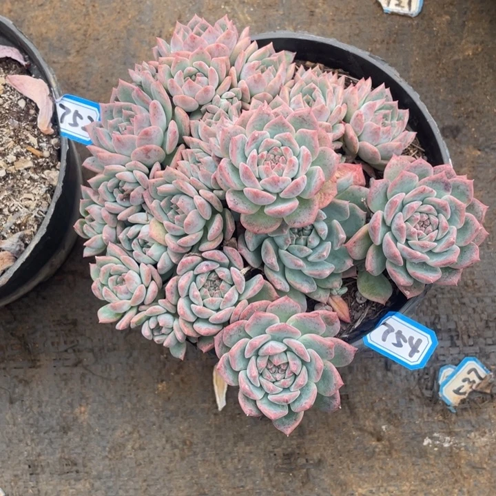 754霜花 一物一拍多肉