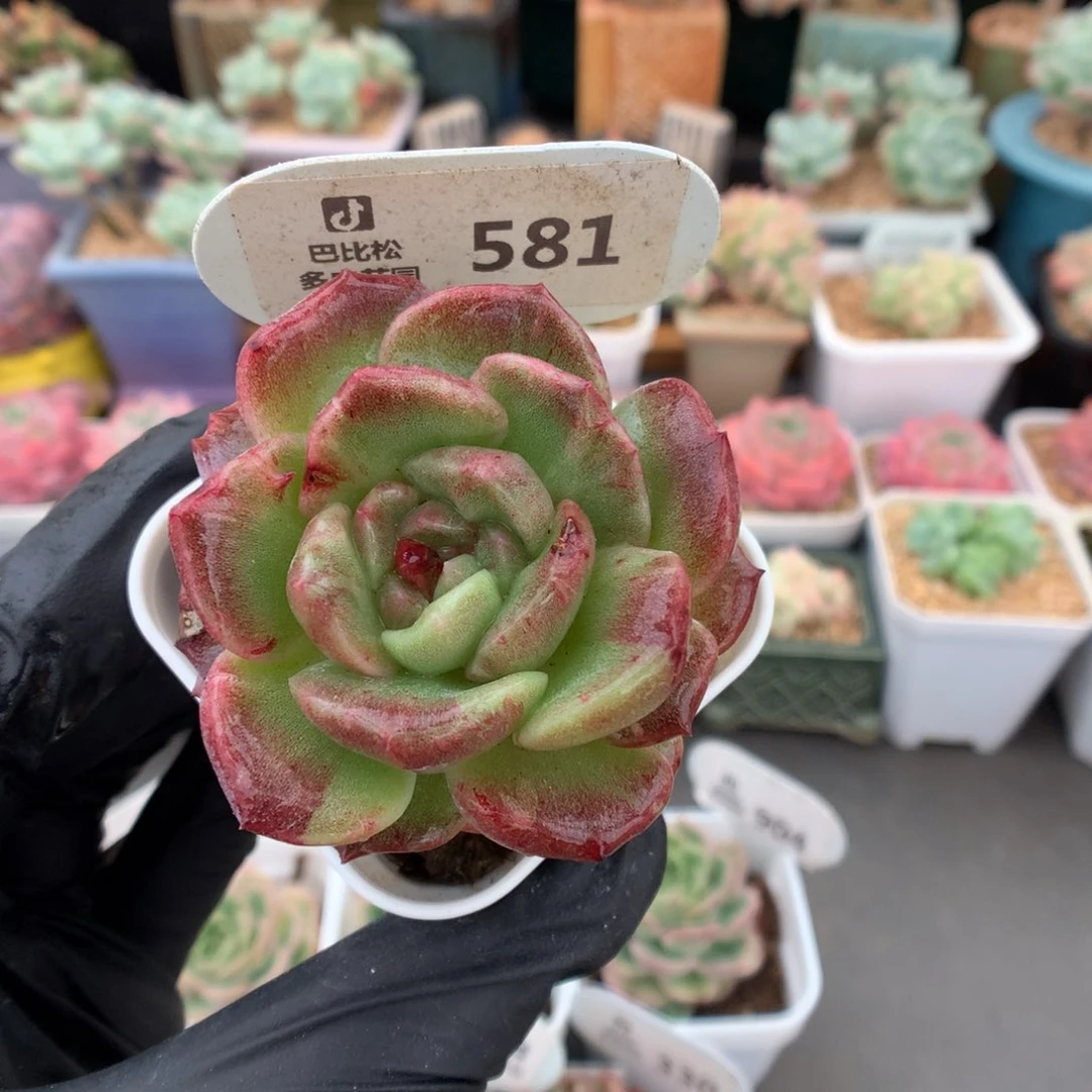 581 糖心石化多肉