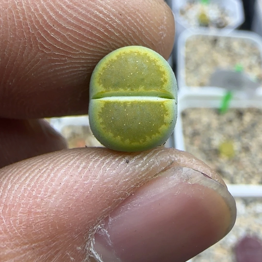 504 生石花大棚直播