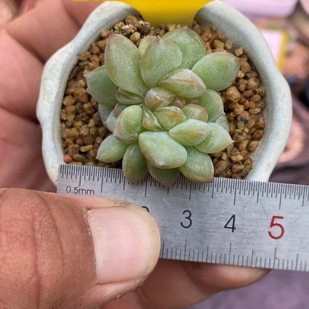 211冰魄缀化精控多肉植物