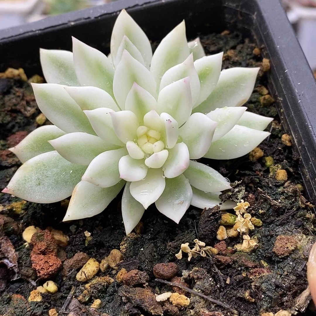 09145 红酒宽覆轮锦 寄养可拍