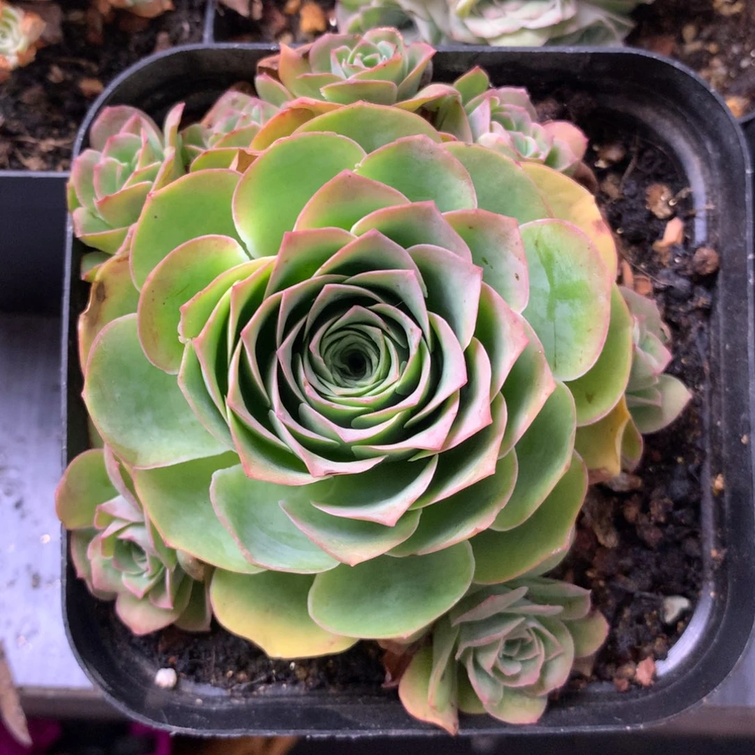 一物一拍星辰福利277