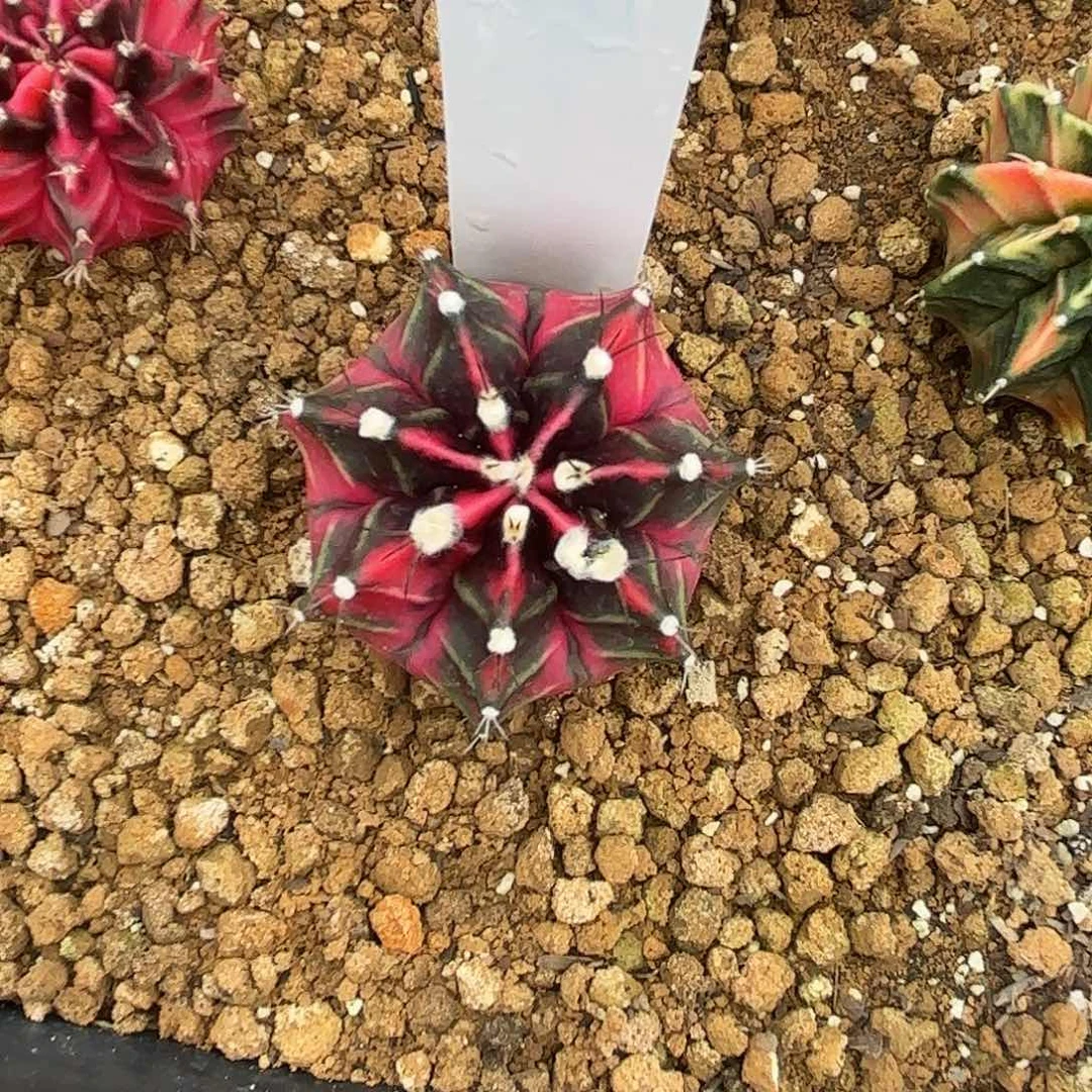 1-0702泰国发货多肉