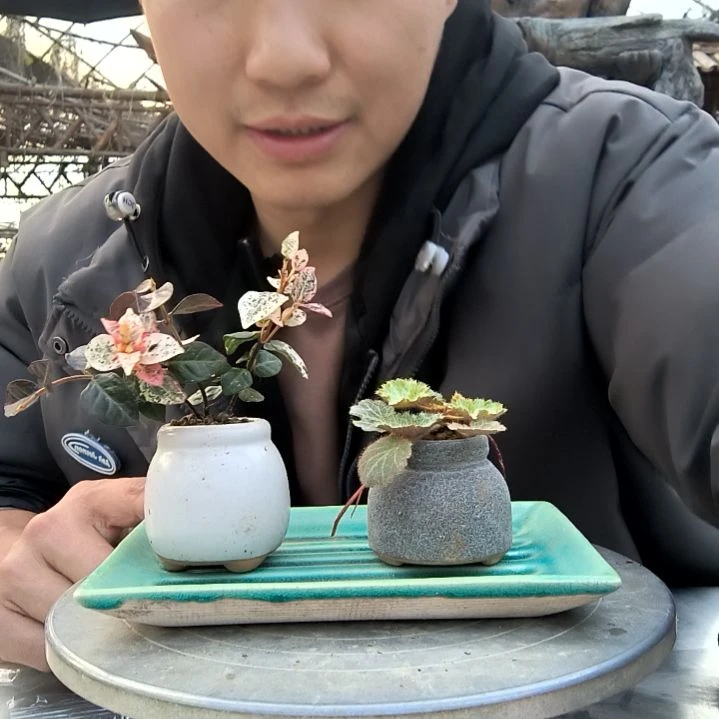 ?***?小盆景小植物一物一拍174