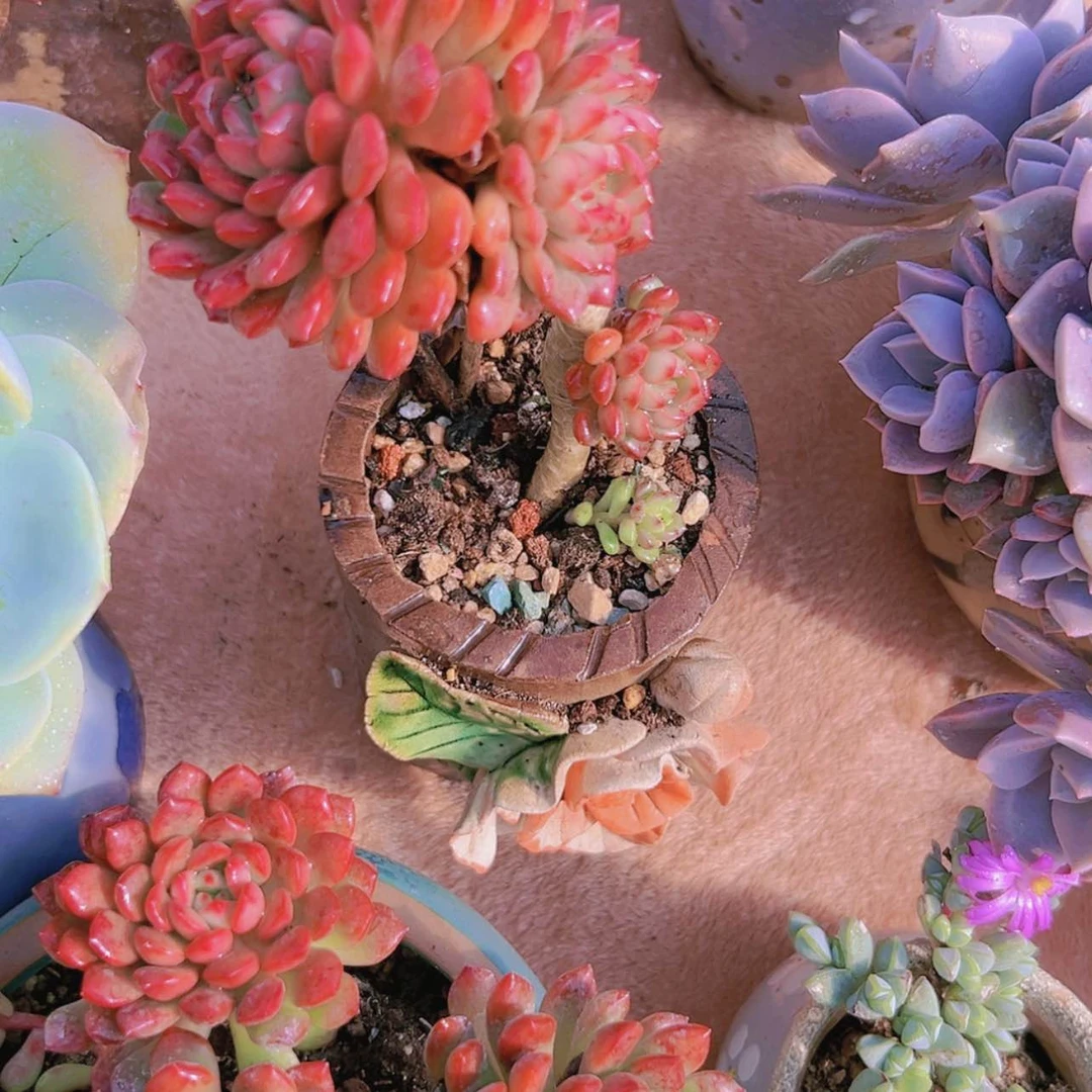 【闪购商品】双*座精控红宝石1号