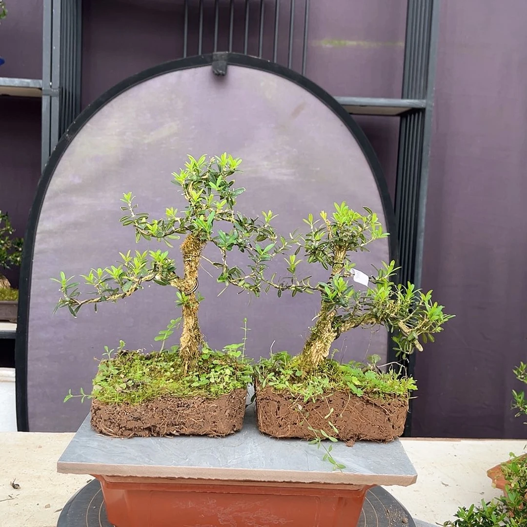 塑料小叶雀舌皱皮黄杨