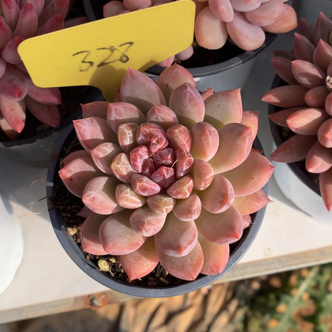 冬运uwuwu黑呜呜呜呜呜