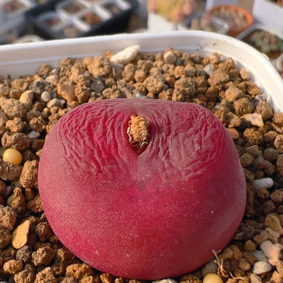 小****喵45多肉植物百科知识