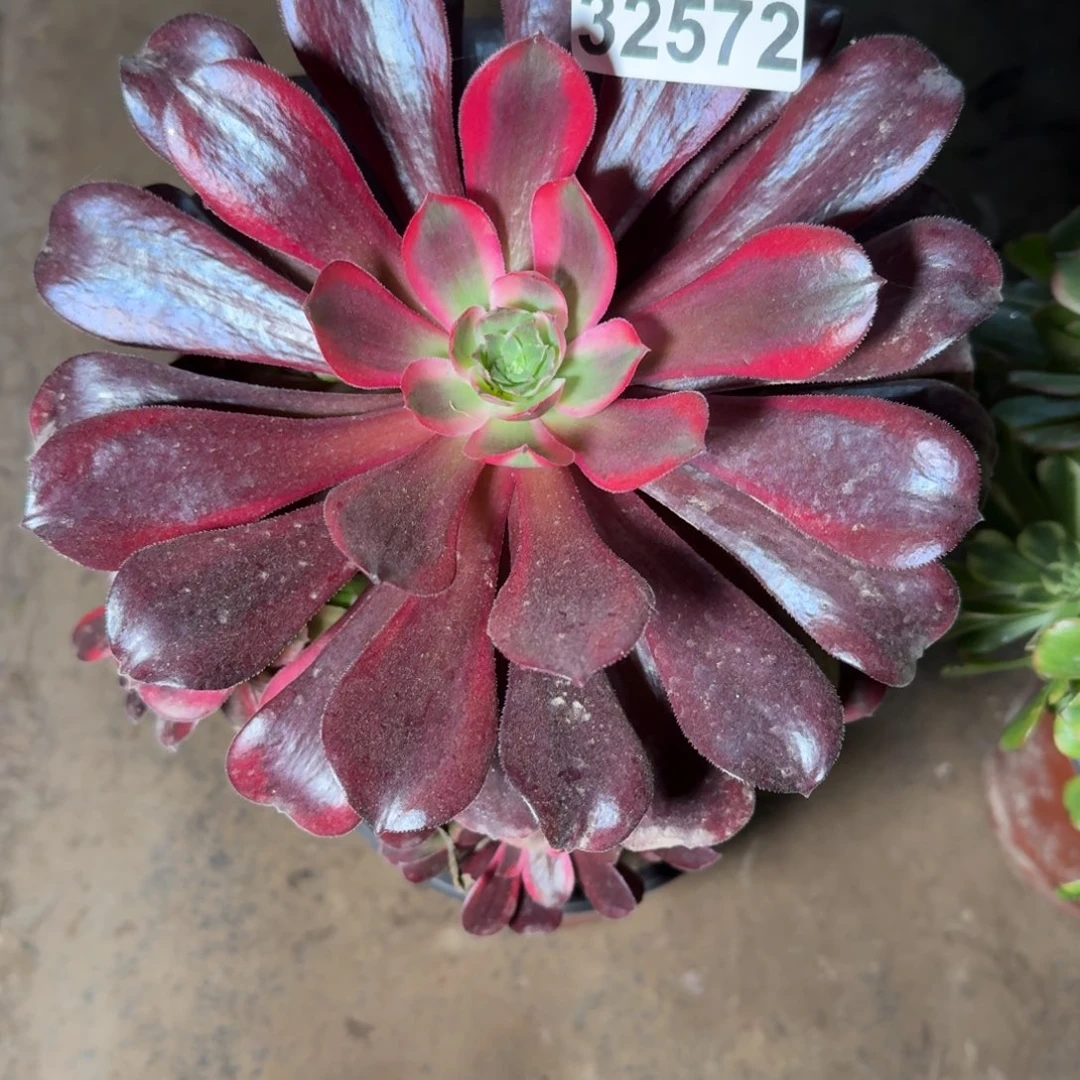 32572蒙娜丽莎多肉