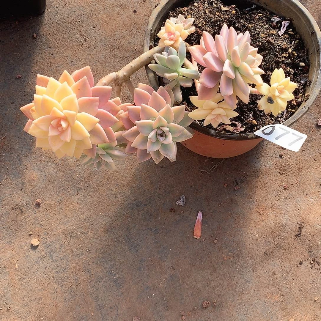 077 一物一拍多肉