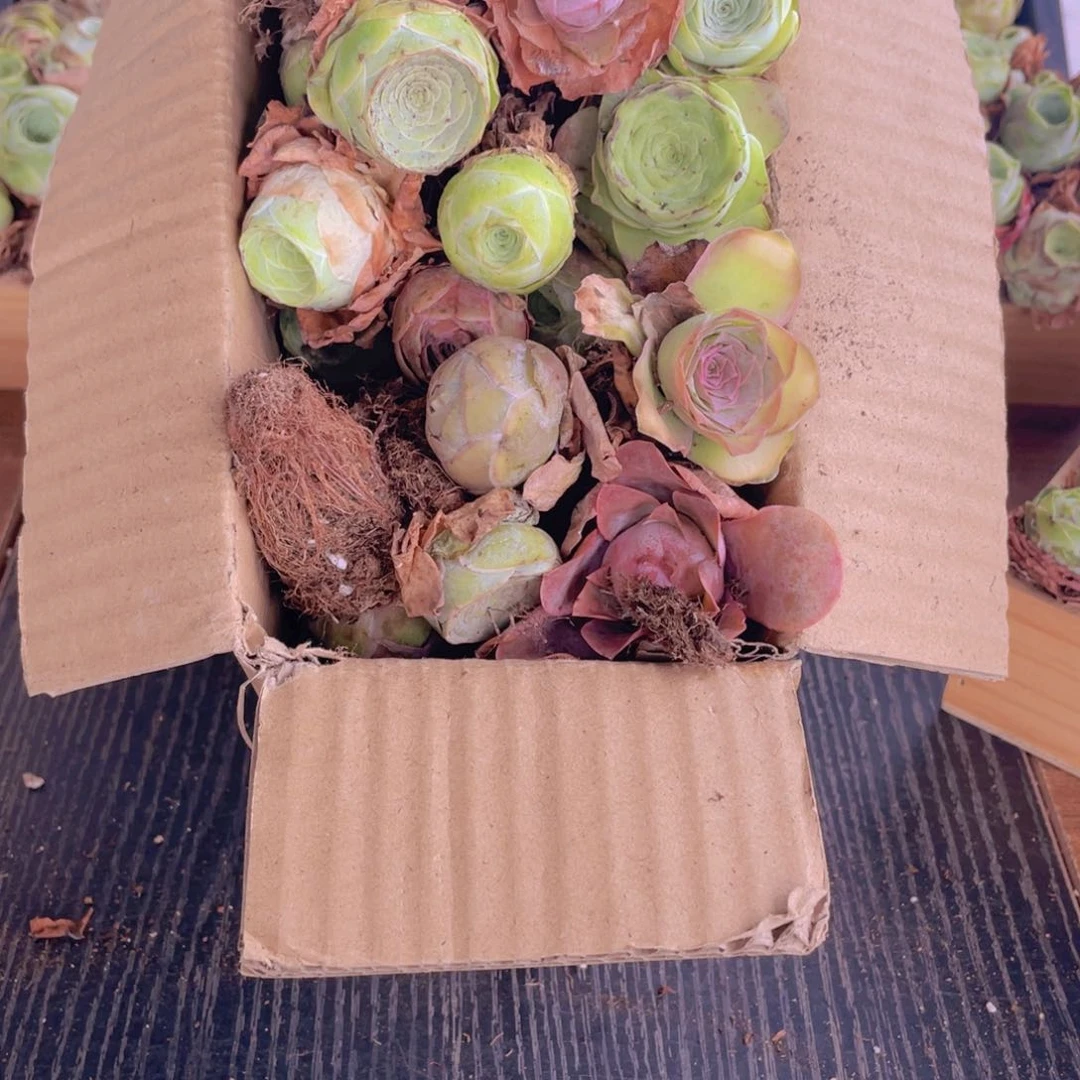 保底三十二颗量拍888888