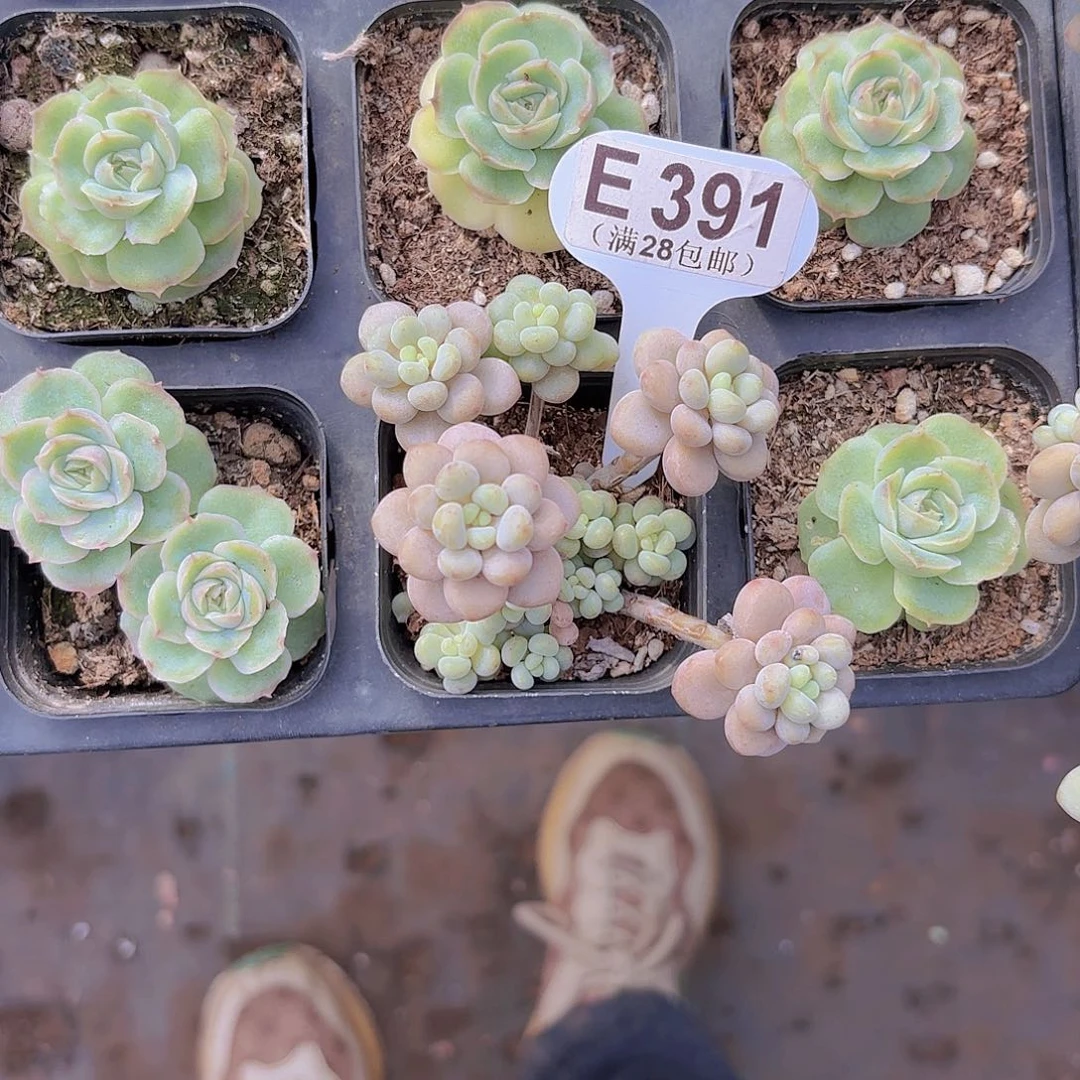 E391鱼子酱一物一拍