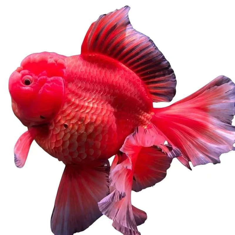 精品百褶泰狮，到货录开箱视频有售后。