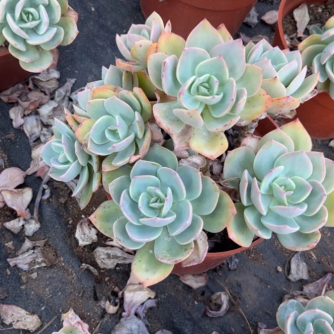 【闪购商品】妮*白凤