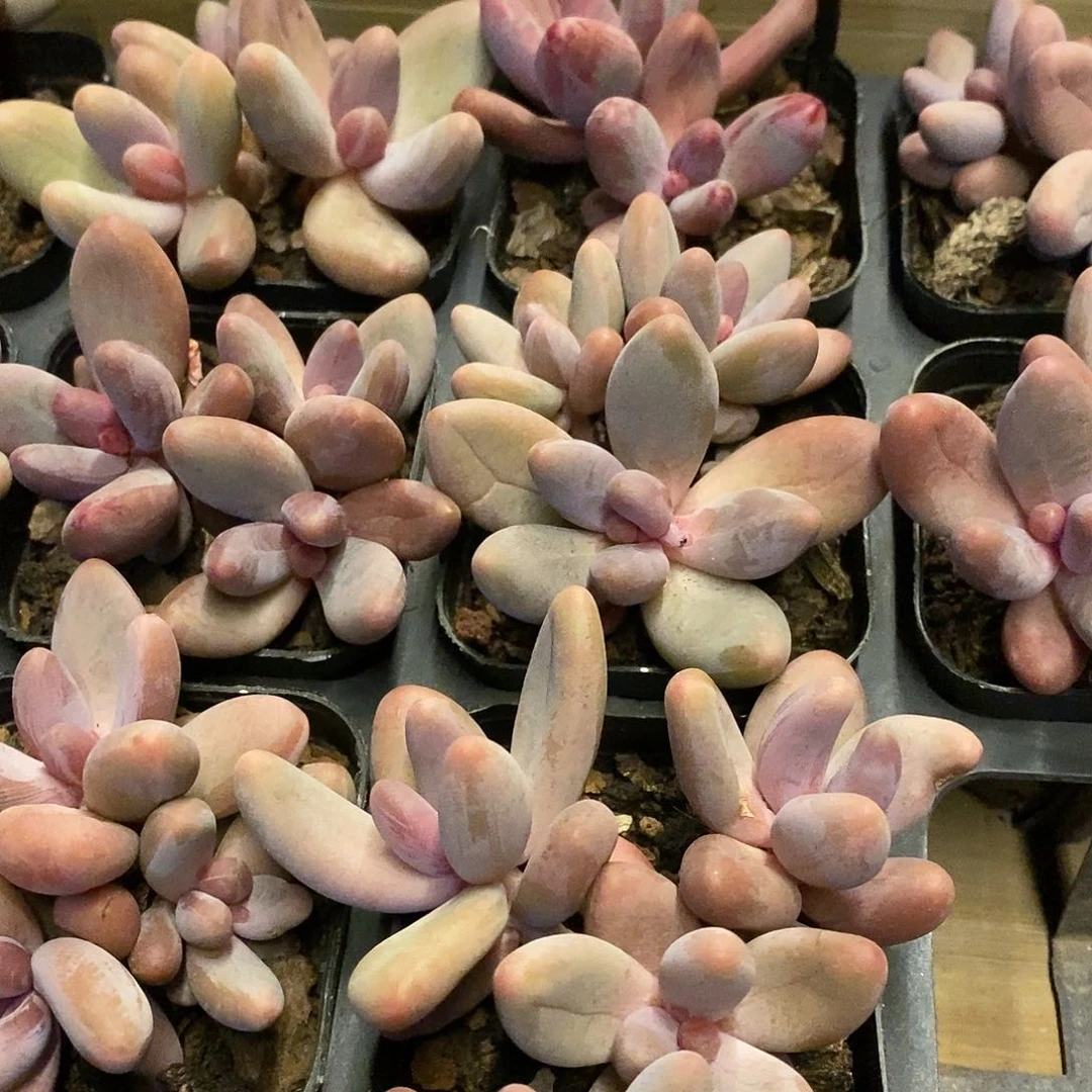 149。手指美人。福利多多