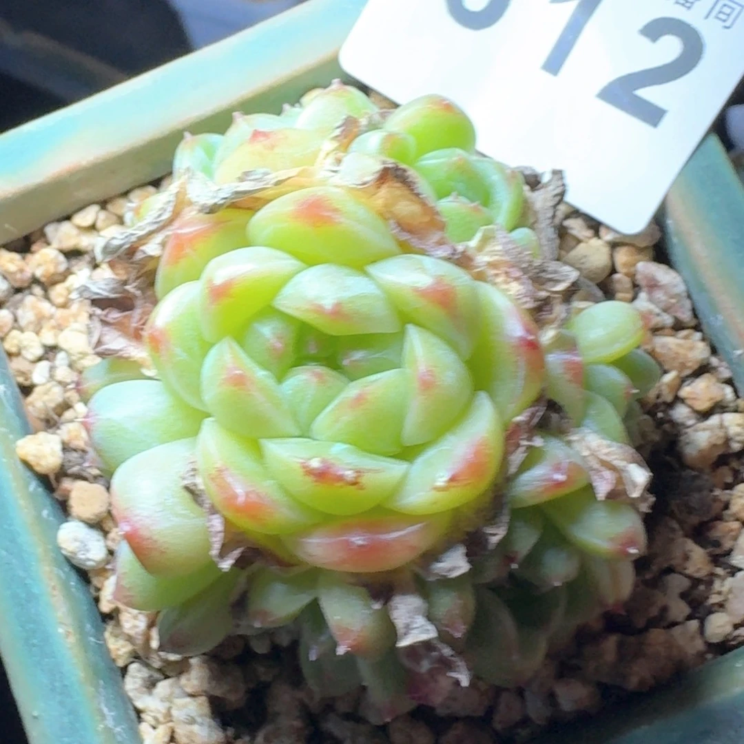 珍妮群生            精美多肉植物