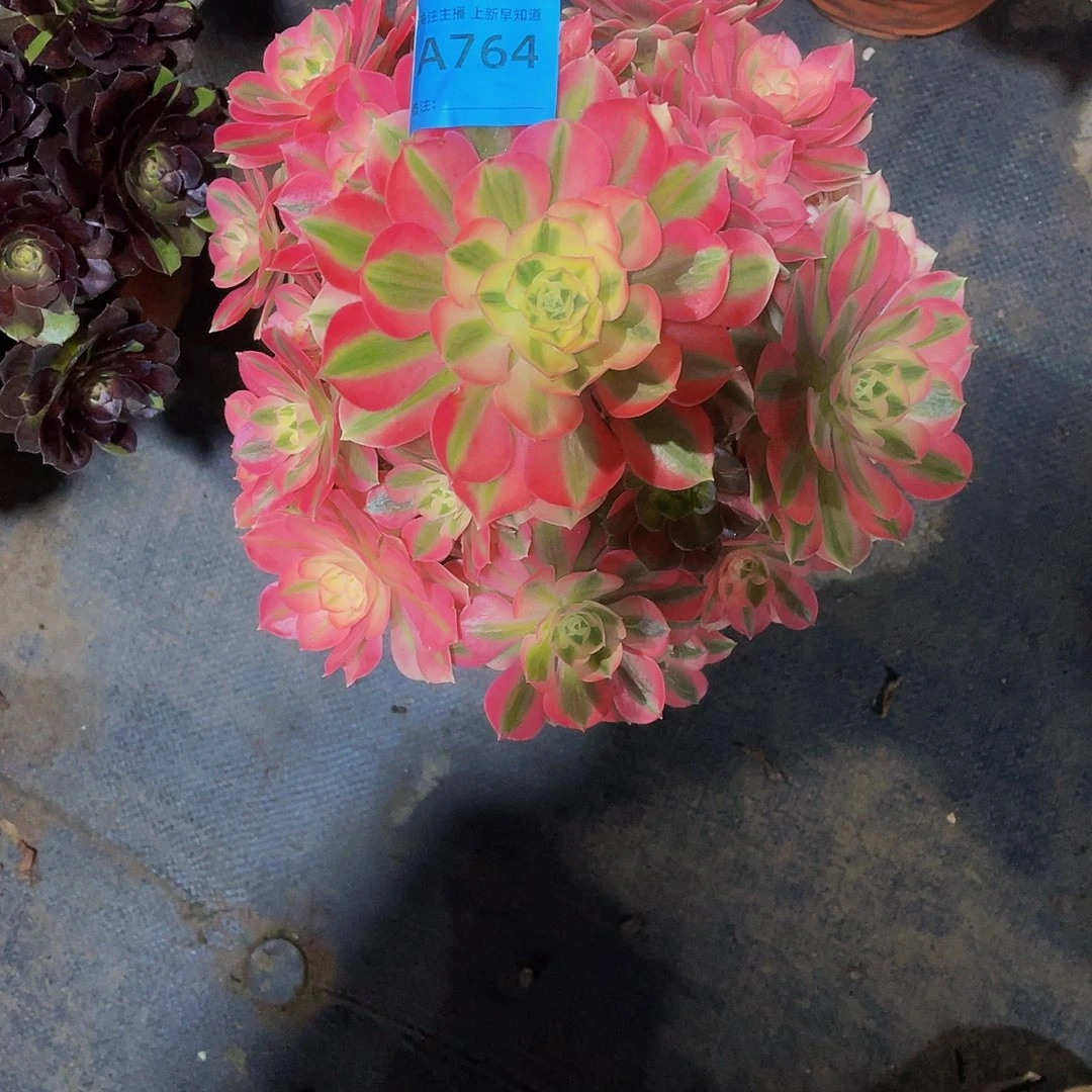 女巫764拖土法师