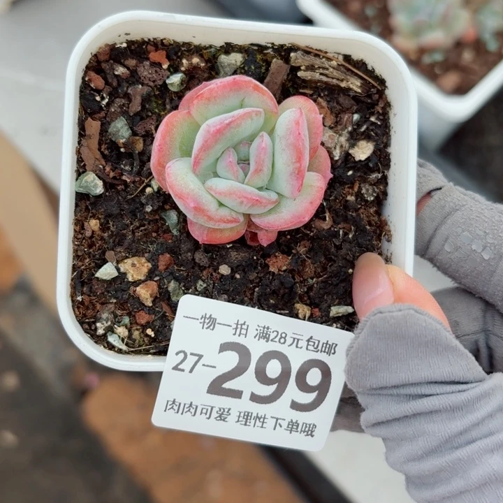 石化桔子冰无盆土无盆土发货无