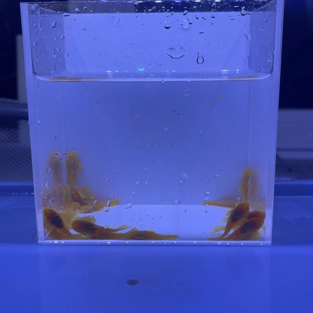 孔雀鱼小胡子20条开箱视频报损
