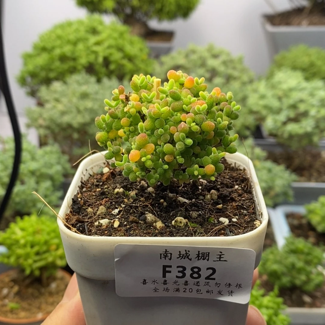 382精控蜜橘糖球枝干