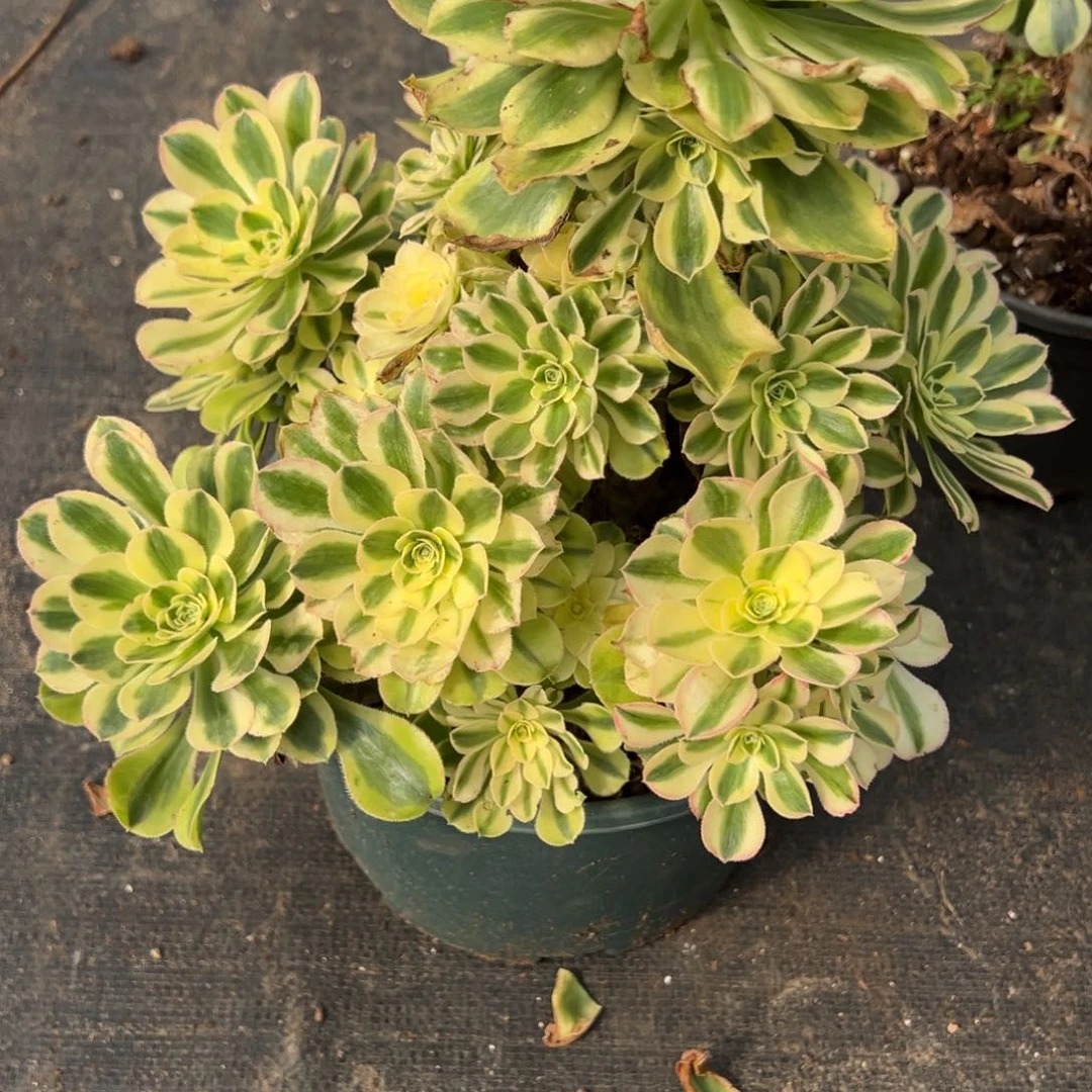 铿***竹121白兰地多肉多肉多肉