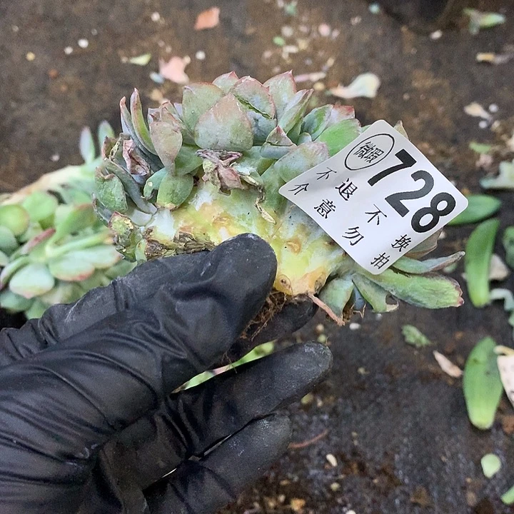 白***林白凤缀化 非偏远38包邮节后发请联系客服