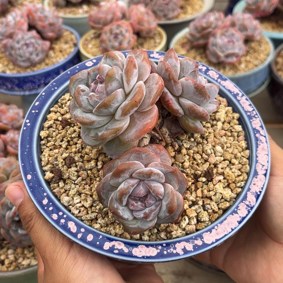 3头带飘枝哈哈哈哈