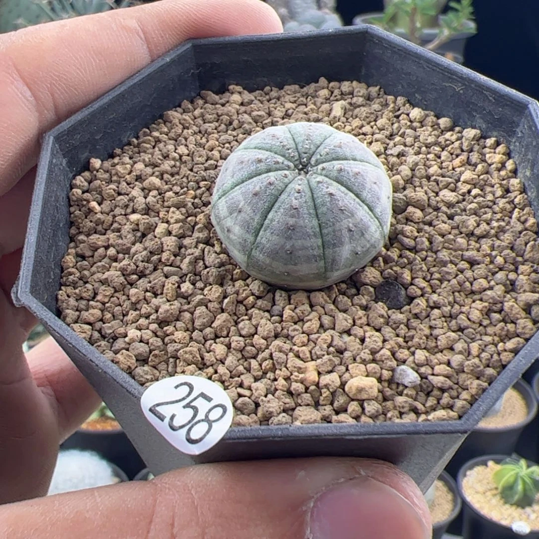 白肌欧布实生2.4一物一拍