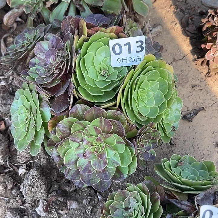 9.25-13花月夜多肉植物4