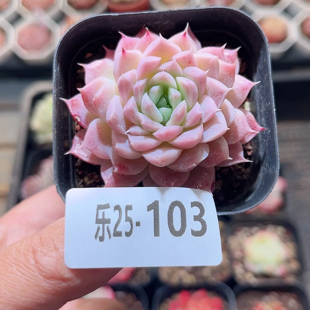 乐25-103 麦秆单头