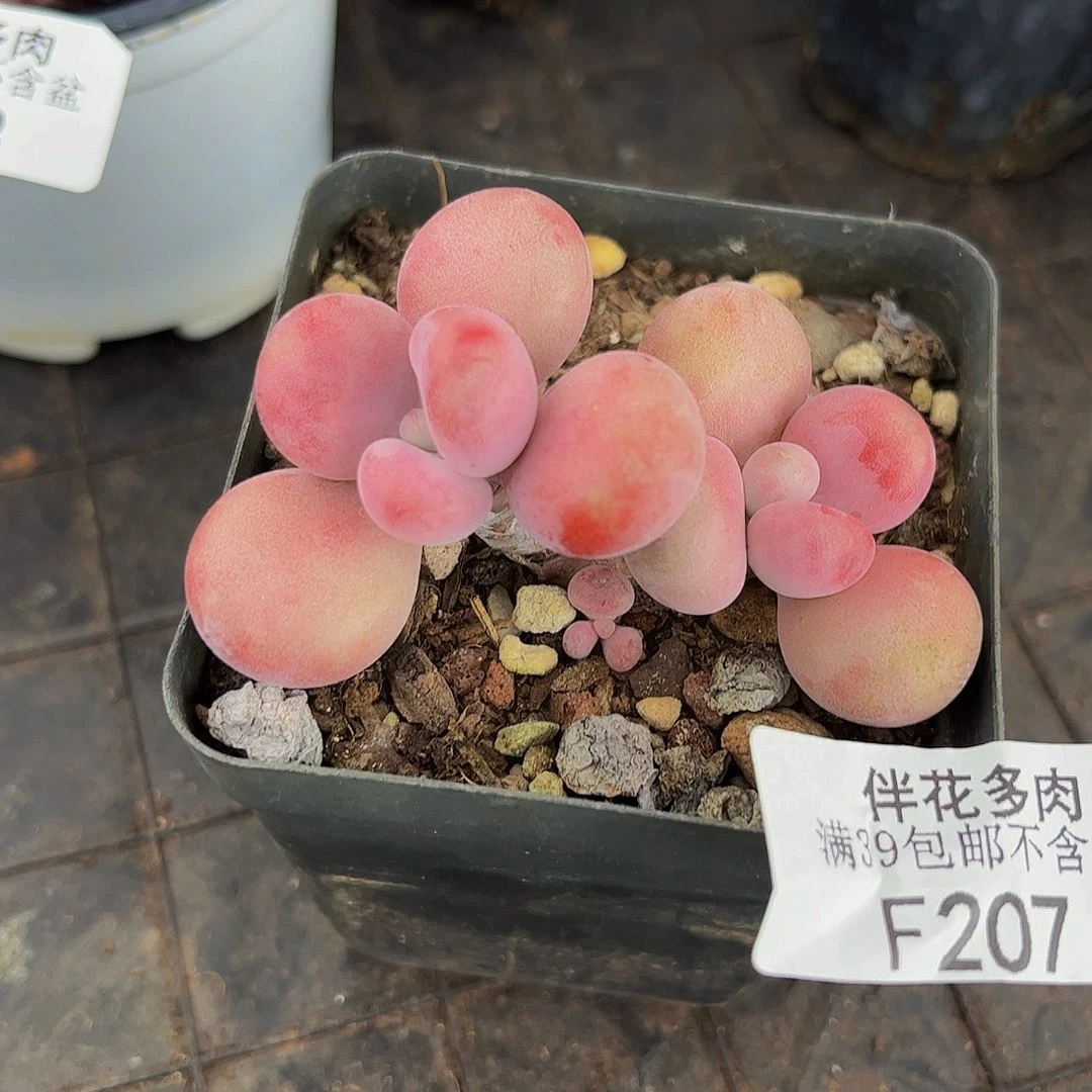 207-腰子桃蛋多肉5cm