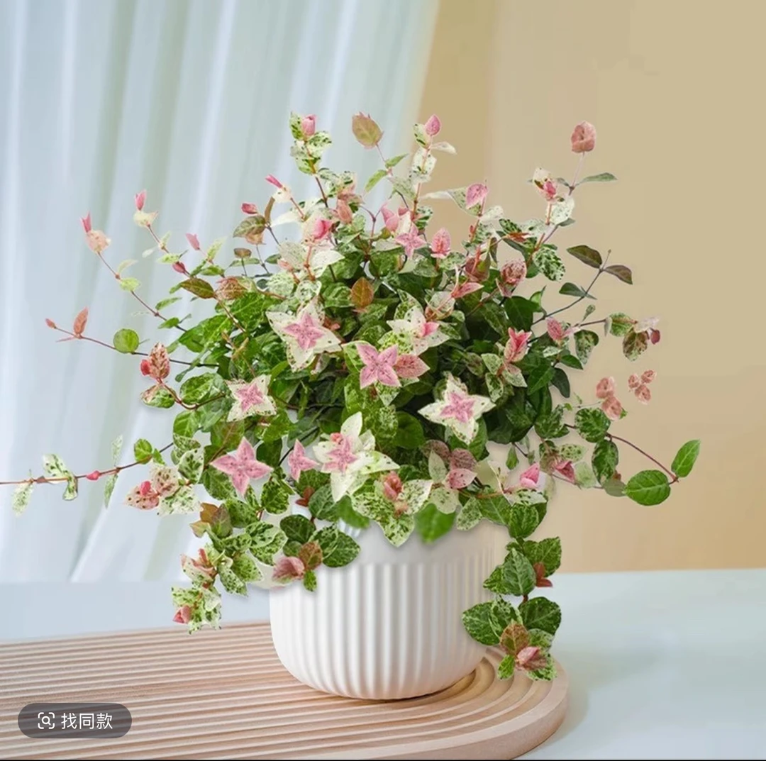 花叶络石花苗盆栽彩叶络石吊兰四季垂吊耐热耐寒植物庭院绿植花卉