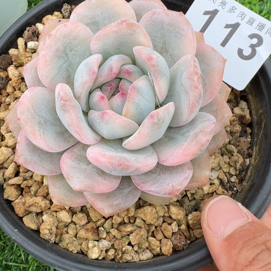 宽叶橙子锦          摇身一变高富帅，一夜暴富动作快