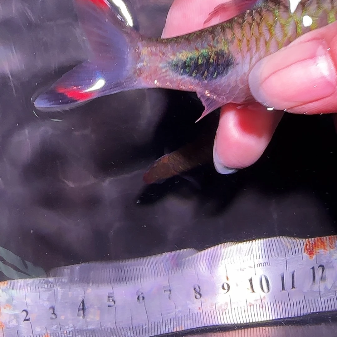 海水鱼紫红14141414