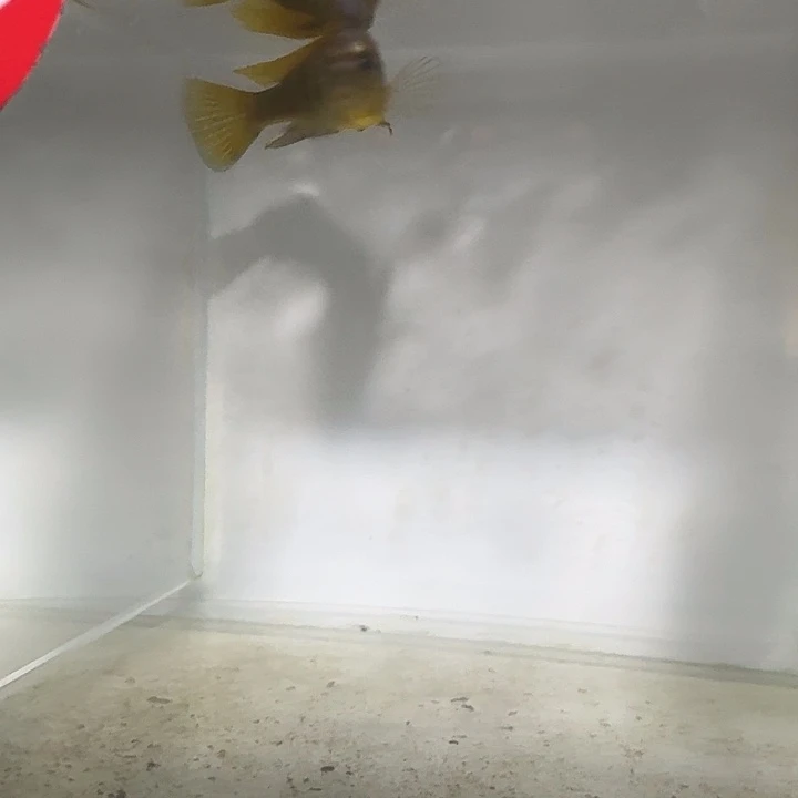 海水208号欧若拉黎明斑马